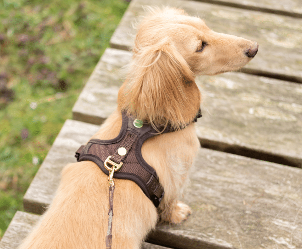 Mercedes dog harness best sale