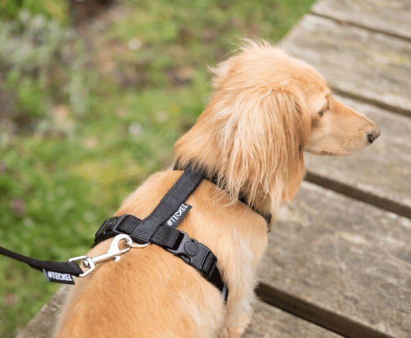 DACHSHUND H HARNESS BASIC BLACK HASHTECKEL hashteckel