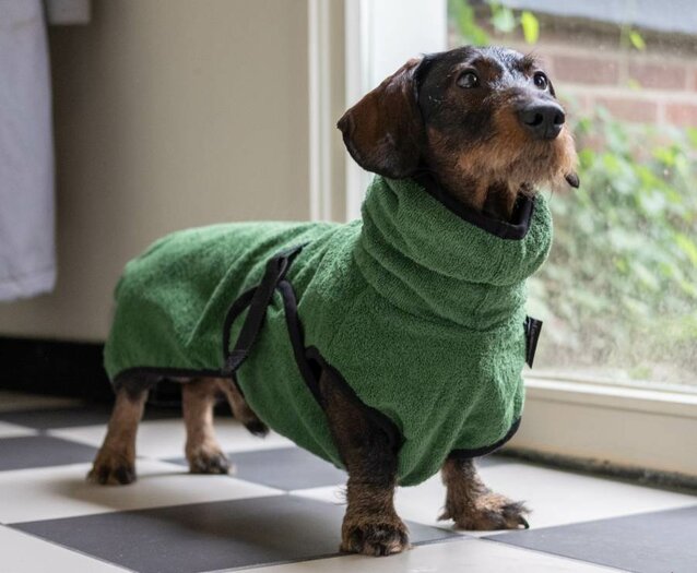 Dusty the Dachshund deals With green scarf