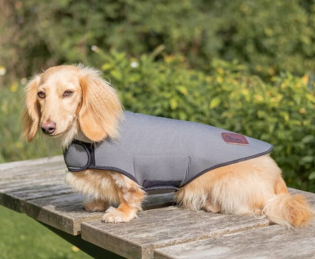 DACHSHUND WINTER COAT NEOPRENE GRAY hashteckel