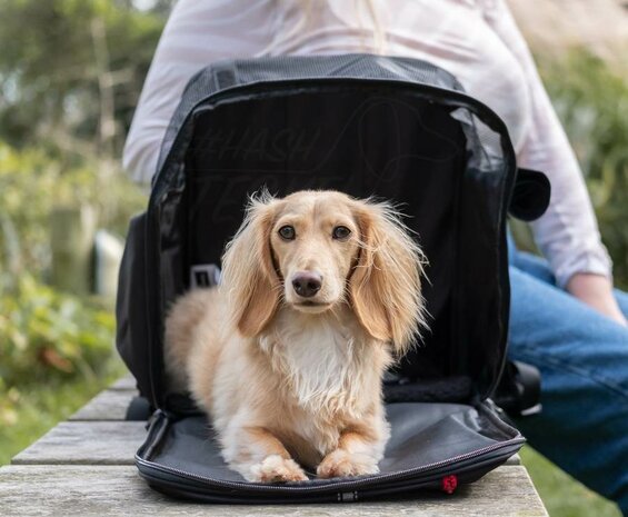 Dachshund carrying backpack best sale