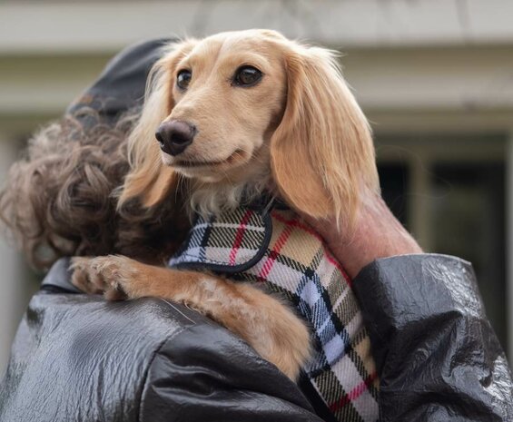 DACHSHUND FLEECE COAT | BURBERRY