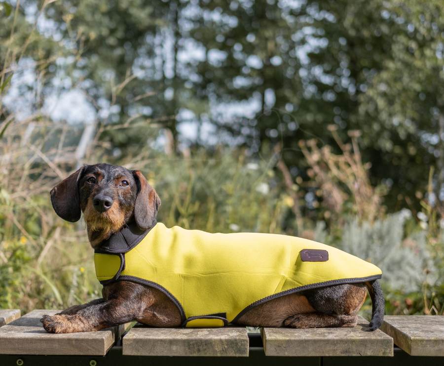 DACHSHUND RAINCOAT NEOPRENE YELLOW hashteckel