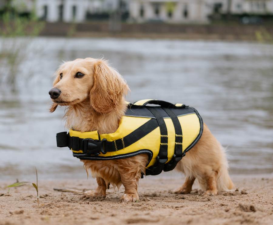 Life jacket for dachshund best sale