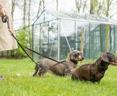 DACHSHUND DOUBLE LEASH | LEATHER | BROWN GOLD