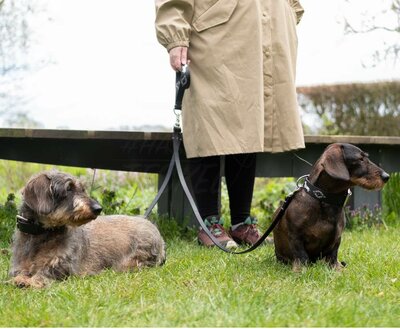 DACHSHUND DOUBLE LEASH | LEATHER | BLACK SILVER