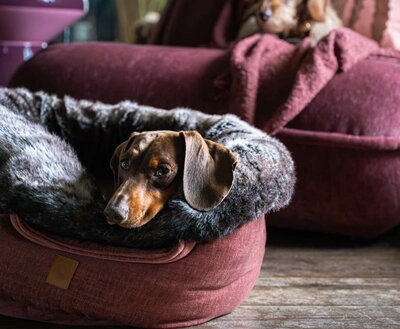 DACHSHUND BED | SPICY