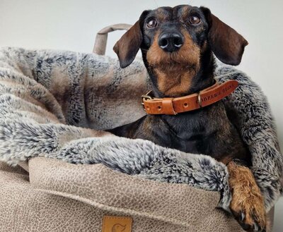 DACHSHUND BED | DUNE