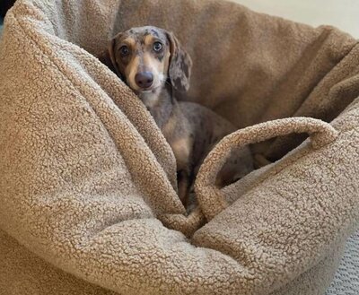 DACHSHUND BED | MACARON COOKIE