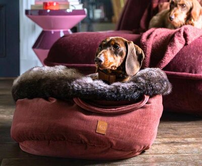 DACHSHUND BED | SPICY