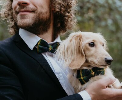 VLINDERDAS MET HALSBAND | VOOR HOND EN BAAS | GROEN BLAUW