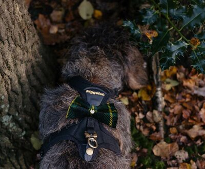 VLINDERDAS MET HALSBAND | VOOR HOND EN BAAS | GROEN BLAUW