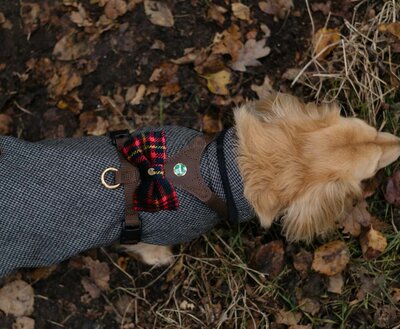 VLINDERDAS MET HALSBAND | VOOR HOND EN BAAS | ROOD BLAUW