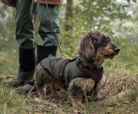 TECKEL WAXJAS | GROEN